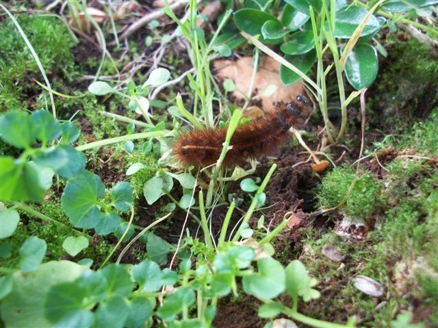 Arctiidae larva e bozzolo